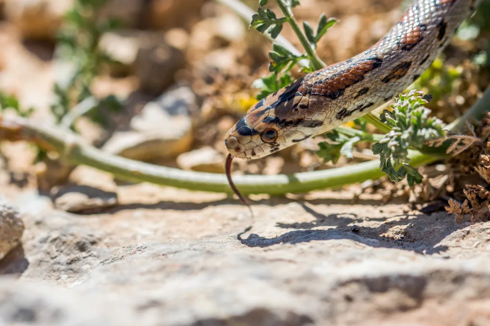 10 Fascinating Facts About Copperhead Snakes