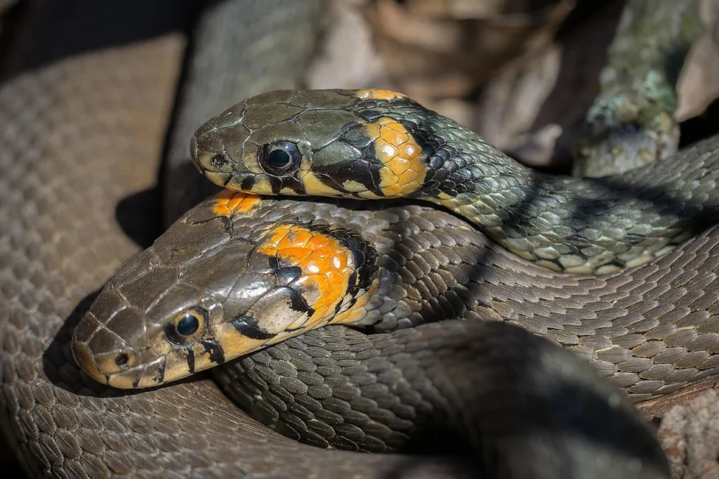 10 Fascinating Facts About Copperhead Snakes