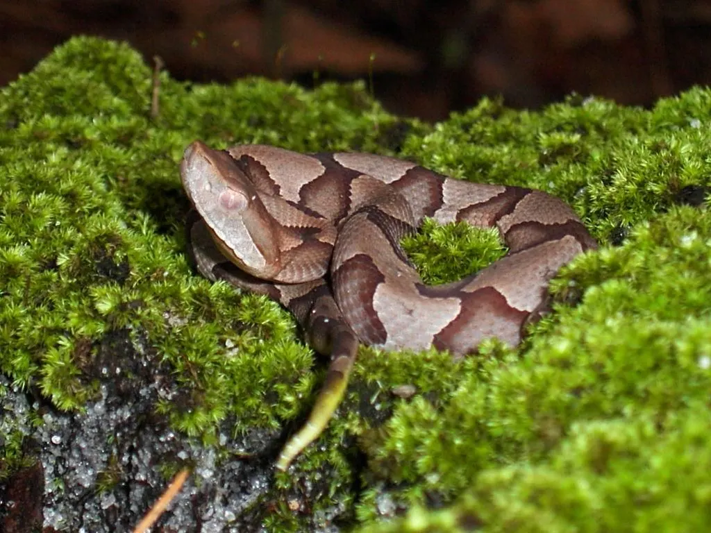 Juvenile copperhead snake