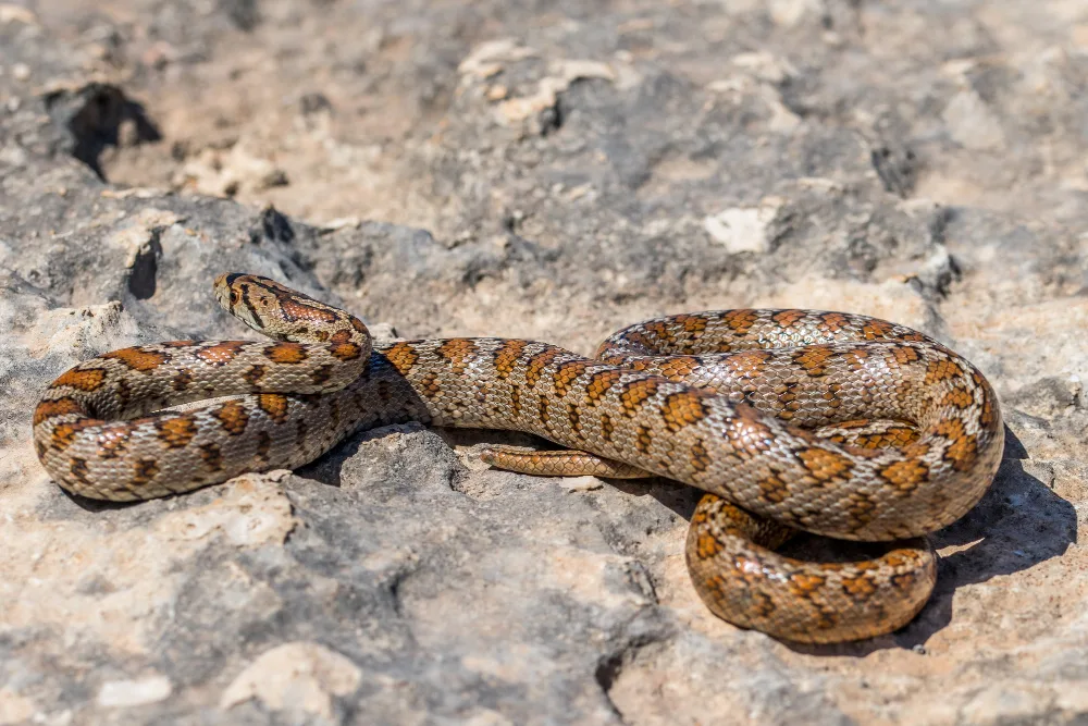 A clear image of a copperhead, representing its venomous nature