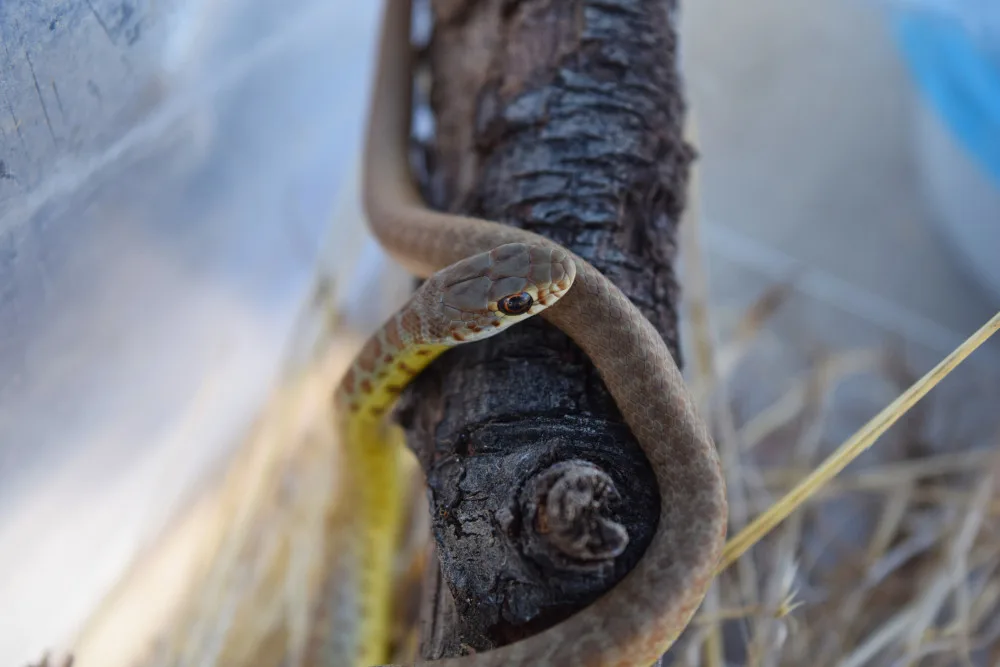 10 Fascinating Facts About Copperhead Snakes