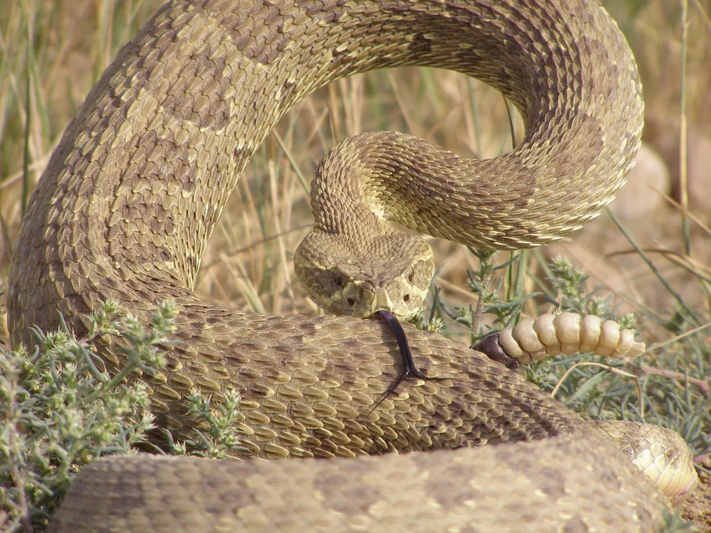 10 Fascinating Facts About Copperhead Snakes