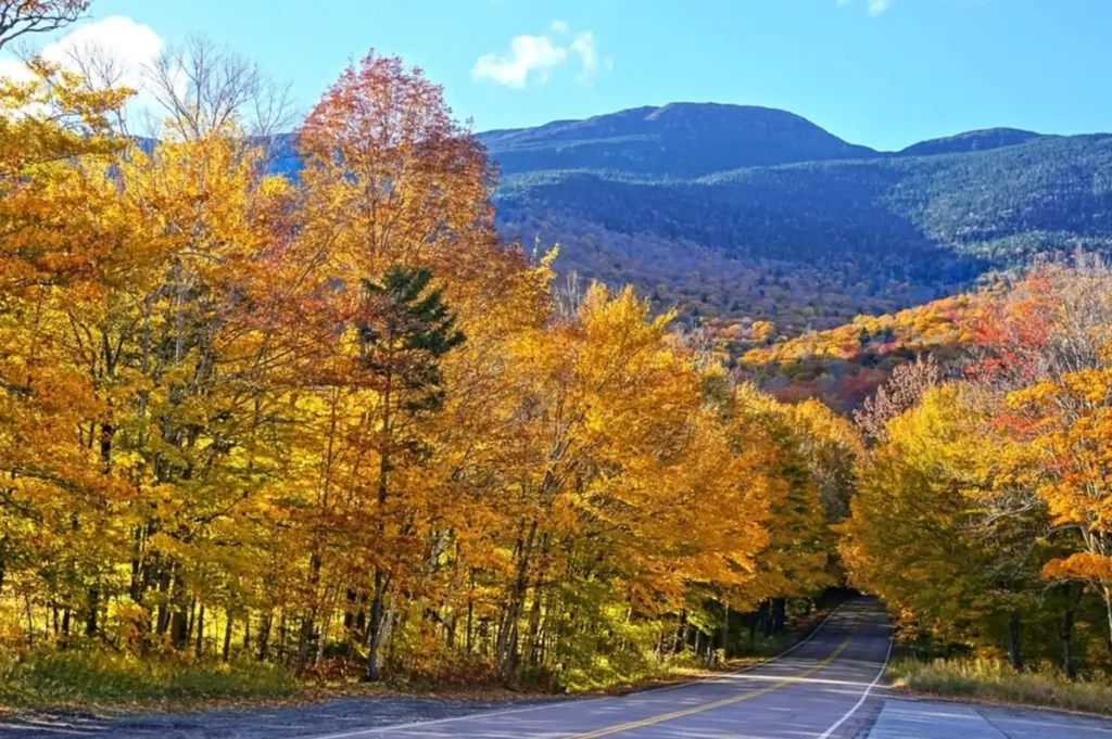 A scenic road winding towards Mount Mansfield in Vermont, lined with trees displaying vibrant golden-yellow fall foliage.