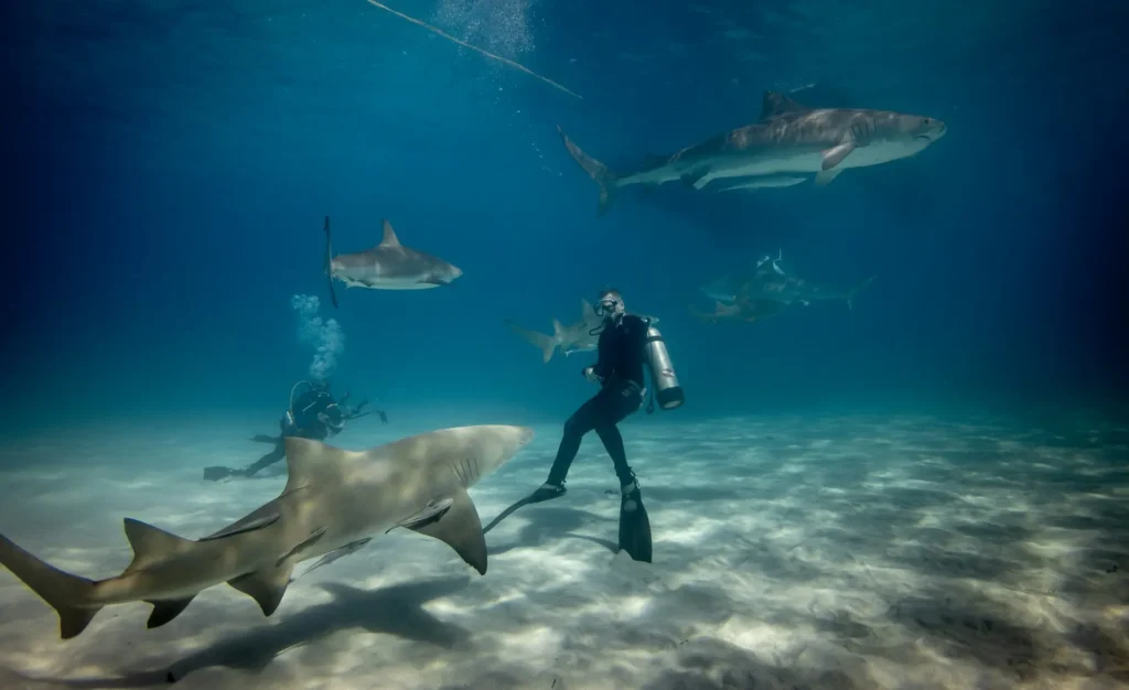 A group of scuba divers surrounded by multiple lemon and tiger sharks in deep blue water, showcasing a thrilling shark dive.