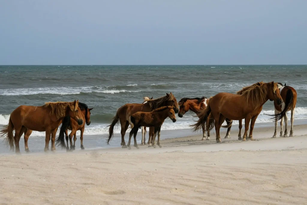 Wild horses standing on the sandy beach at Assateague Island, a unique family-friendly East Coast beach destination