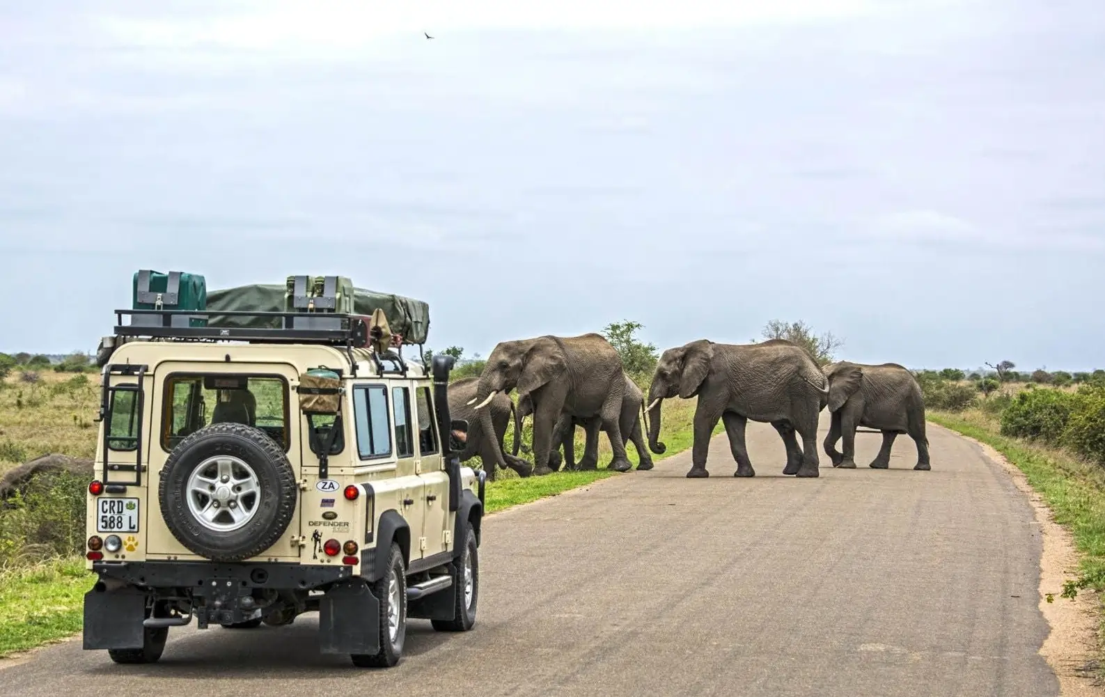 A safari vehicle stopped on a road in a game reserve as a herd of elephants crosses, illustrating a South Africa safari experience near the cities.