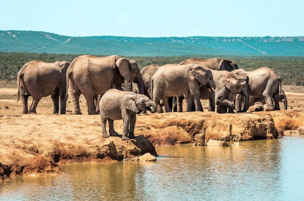 A herd of elephants drinking at a waterhole in Addo Elephant National Park, a key safari attraction near Port Elizabeth, one of the best cities in South Africa for wildlife.