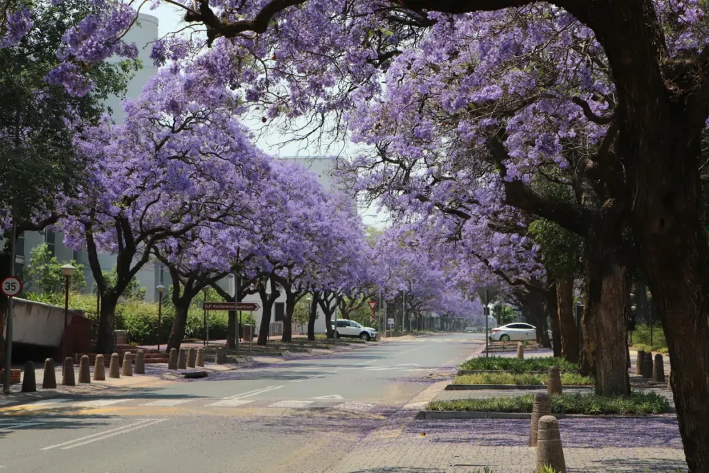 A street in Pretoria, one of the most beautiful cities in South Africa, lined with Jacaranda trees in full purple bloom.